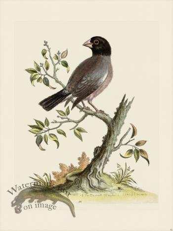 Edwards 042 Rice Bird Hen